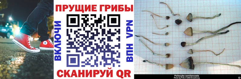Галлюциногенные грибы Psilocybe Богородицк